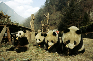 080515-pandas-quake_big.jpg