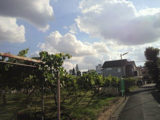 P1000640.jpg