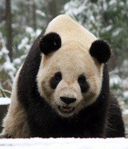 TKY201103090377.jpg